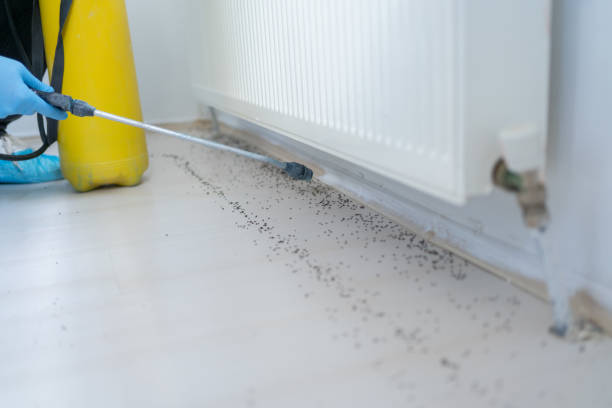 Best Mosquito Control Services  in Rockwell City, IA