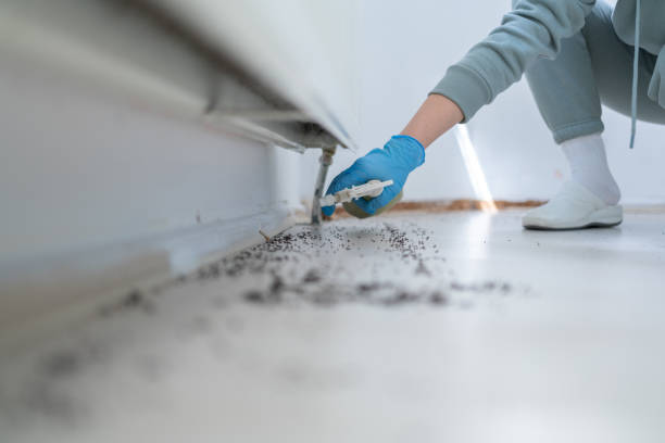 Best Affordable Pest Control Services  in Rockwell City, IA